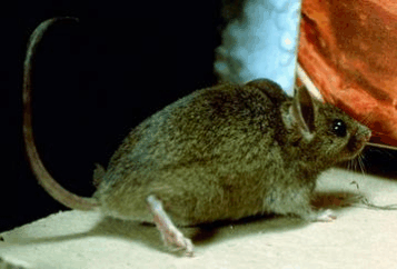 mammals-3-slg1.gif