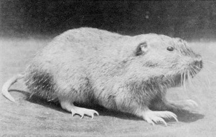 mammals-3-slg10.gif