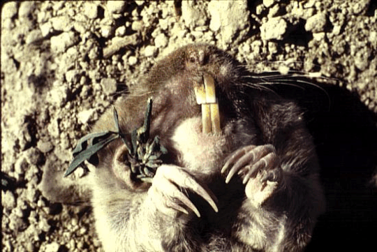 mammals-3-slg11.gif
