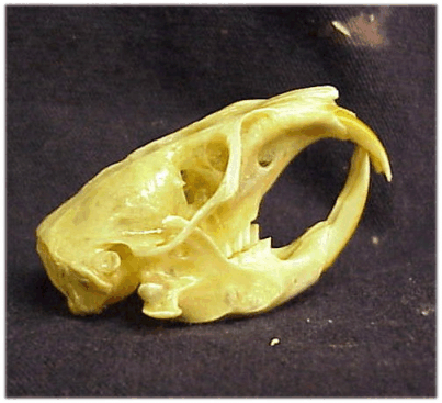 mammals-3-slg12.gif