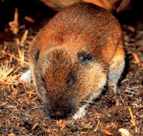 mammals-3-slg13.gif