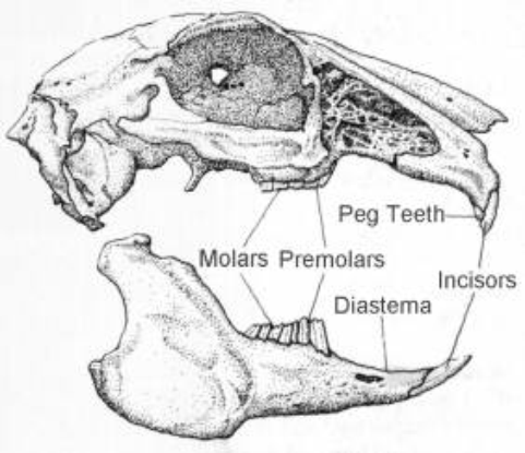 mammals-3-slg14.gif