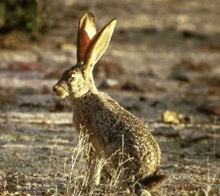 mammals-3-slg15.gif