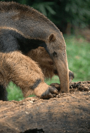 mammals-3-slg16.gif
