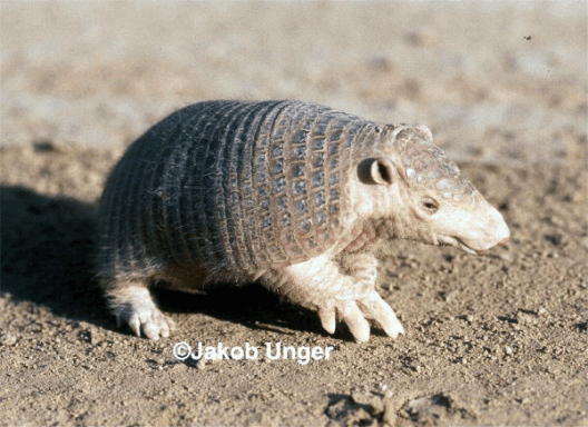 mammals-3-slg17.gif