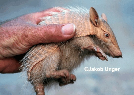 mammals-3-slg18.gif