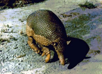 mammals-3-slg19.gif