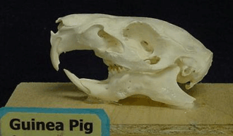 mammals-3-slg2.gif