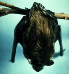 mammals-3-slg20.gif