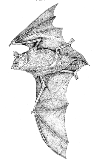 mammals-3-slg21.gif