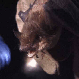 mammals-3-slg22.gif