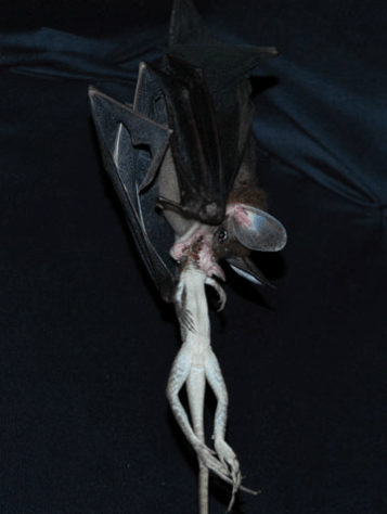 mammals-3-slg23.gif