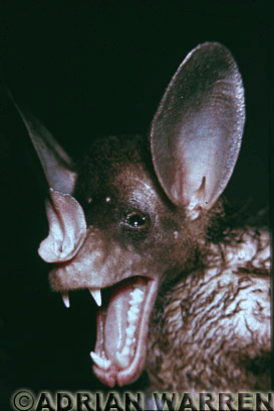 mammals-3-slg24.gif