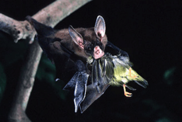 mammals-3-slg25.gif