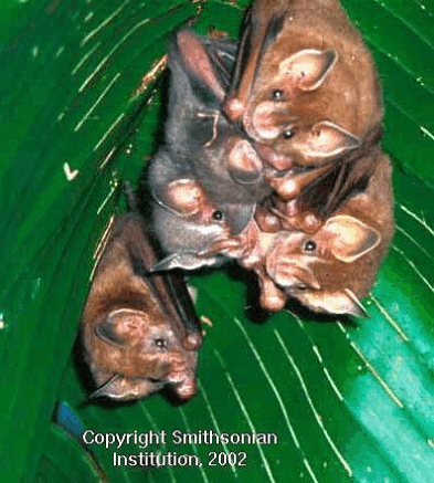 mammals-3-slg26.gif
