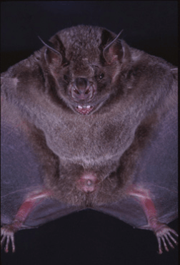 mammals-3-slg27.gif