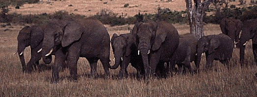mammals-3-slg29.gif
