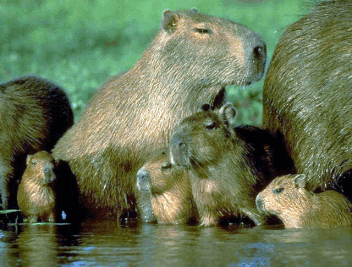 mammals-3-slg3.gif