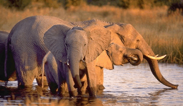 mammals-3-slg30.gif