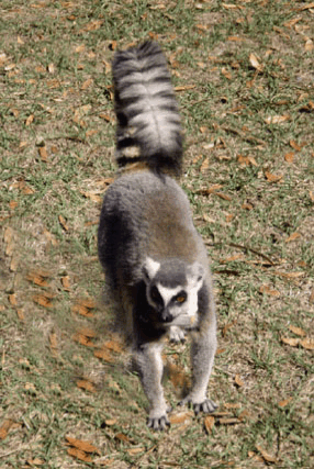 mammals-3-slg32.gif