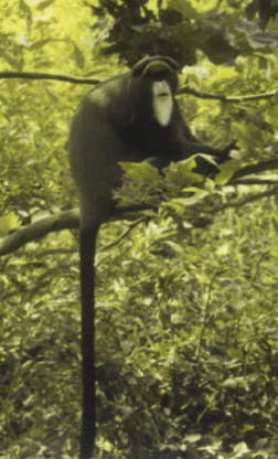 mammals-3-slg33.gif