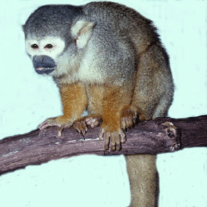 mammals-3-slg34.gif