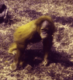 mammals-3-slg35.gif