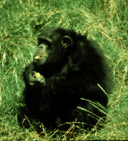 mammals-3-slg36.gif