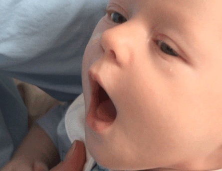 mammals-3-slg37.gif