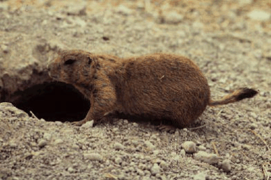 mammals-3-slg4.gif