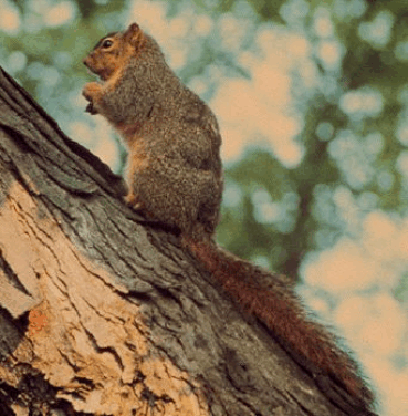 mammals-3-slg5.gif