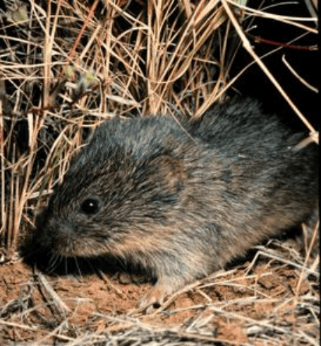 mammals-3-slg6.gif