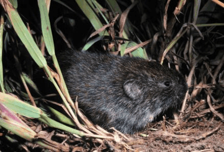 mammals-3-slg7.gif