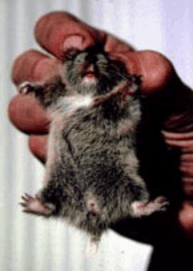 mammals-3-slg8.gif