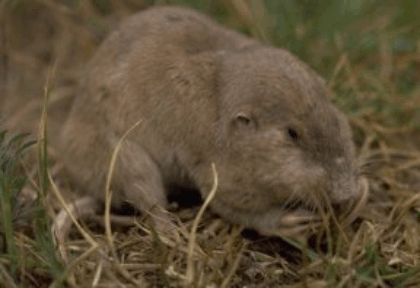 mammals-3-slg9.gif